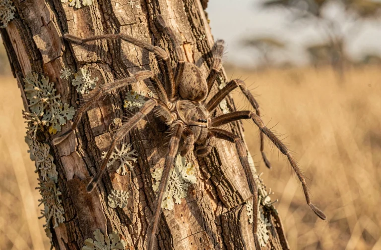 Araignée couteau africaine en posture défensive sur l'écorce d'un acacia dans la savane